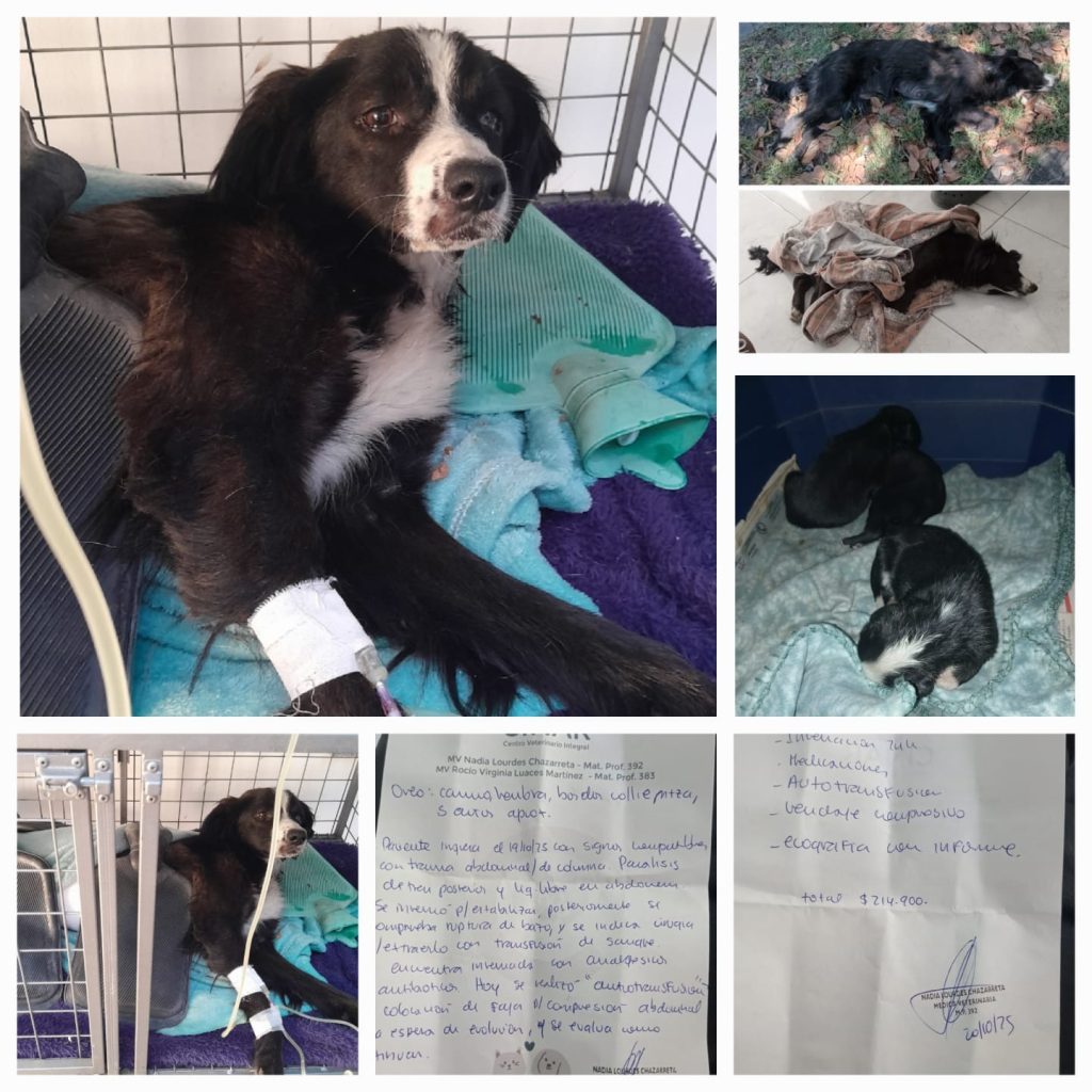 Oreo, la perrita rescatada que lucha por su vida y necesita ayuda solidaria