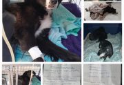 Oreo, la perrita rescatada que lucha por su vida y necesita ayuda solidaria