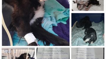 Oreo, la perrita rescatada que lucha por su vida y necesita ayuda solidaria