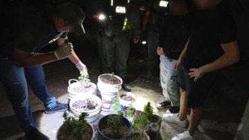 FOTOS: Golpe al narcomenudeo tras hallar 23 plantas de marihuana en una vivienda