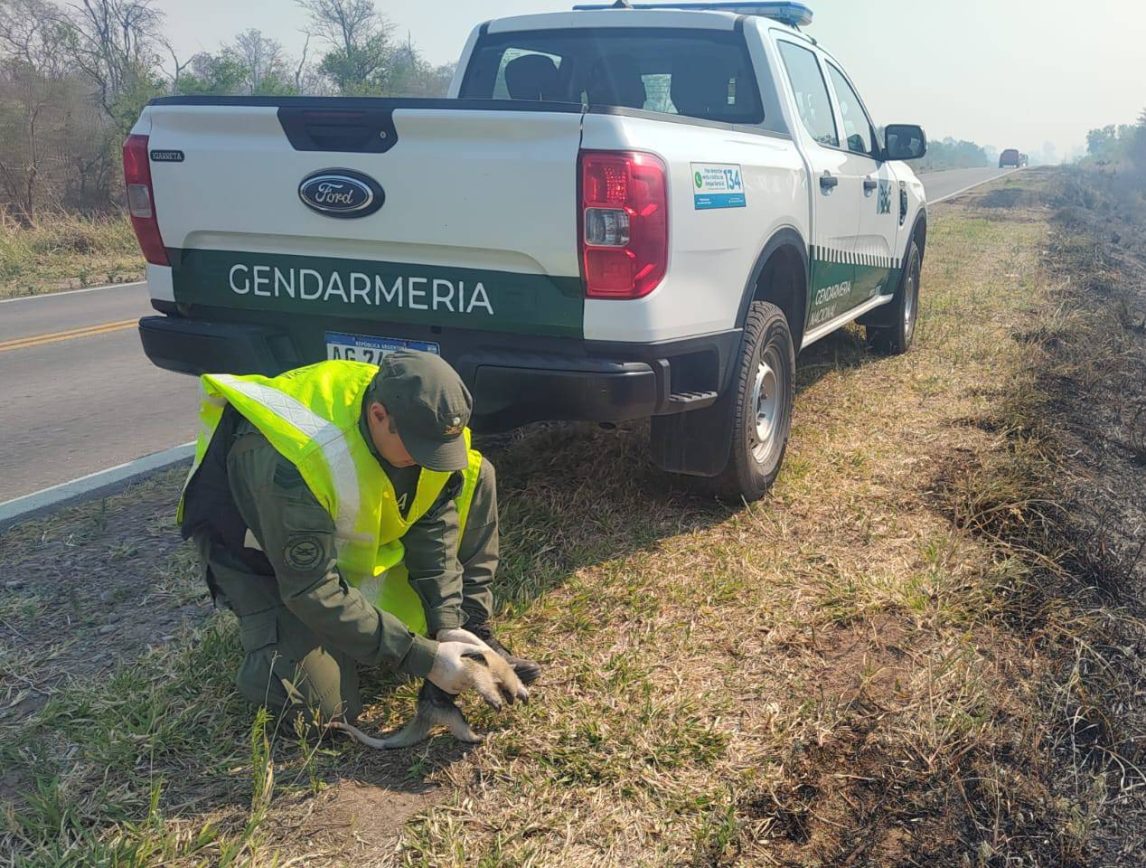Rescataron a una cría de oso melero afectada por los incendios forestales en Orán