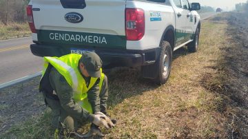Rescataron a una cría de oso melero afectada por los incendios forestales en Orán