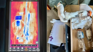 FOTOS | Transportaban lagartos, marihuana y más de 66 millones de pesos en un ómnibus