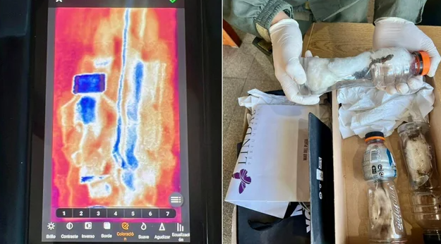 FOTOS | Transportaban lagartos, marihuana y más de 66 millones de pesos en un ómnibus