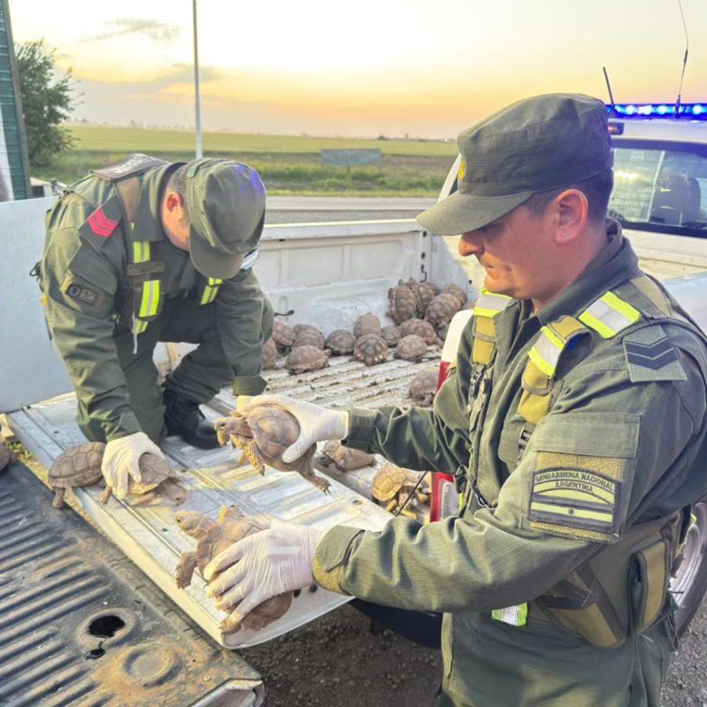 Entre bolsas de cebollas, transportaban 166 tortugas y 10 pájaros en un camión