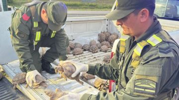 Entre bolsas de cebollas, transportaban 166 tortugas y 10 pájaros en un camión