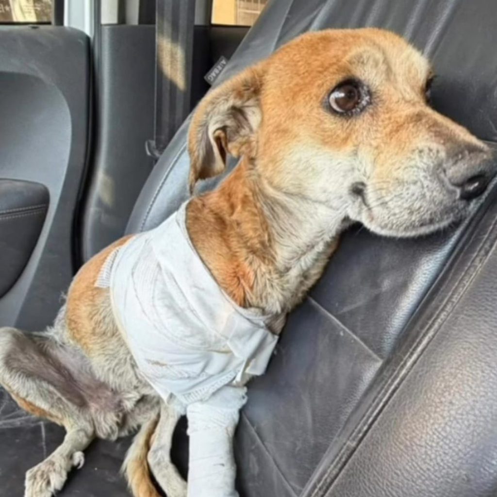 Dos nenas rescataron un perrito atropellado, embolsado y arrojado a un basural