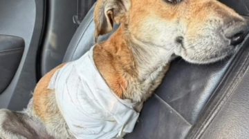 Dos nenas rescataron un perrito atropellado, embolsado y arrojado a un basural