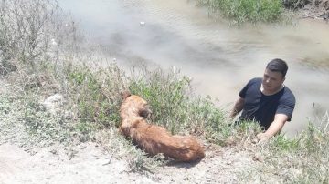 Policías rescataron a un perro herido que cayó al Río Salado