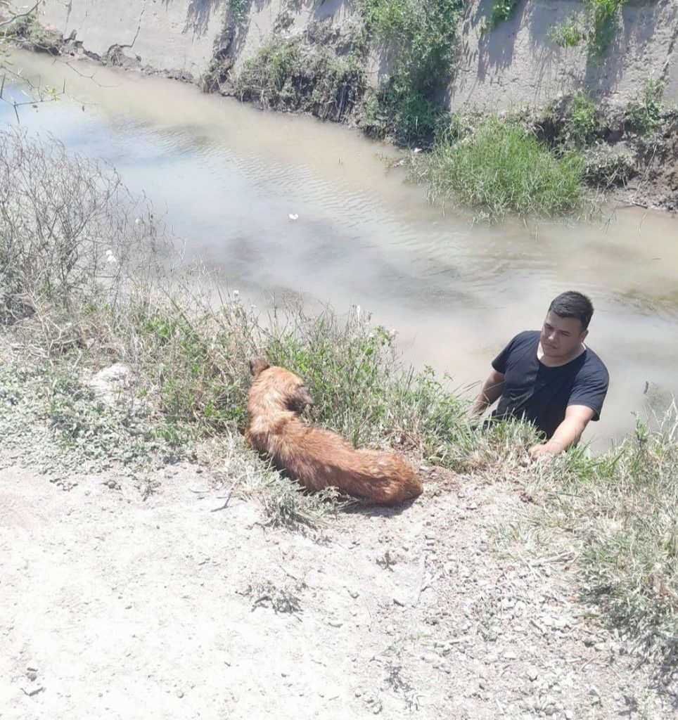 Policías rescataron a un perro herido que cayó al Río Salado