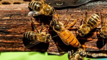 Récord de exportación argentina de abejas reinas y miel