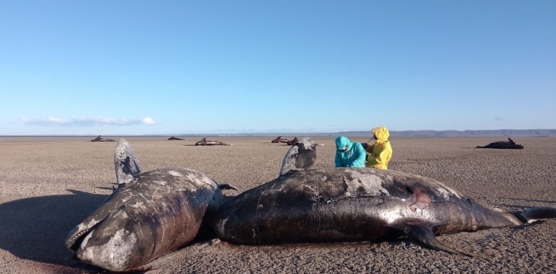 Tierra del Fuego: Aparecieron muertas 26 orcas en la bahía San Sebastián