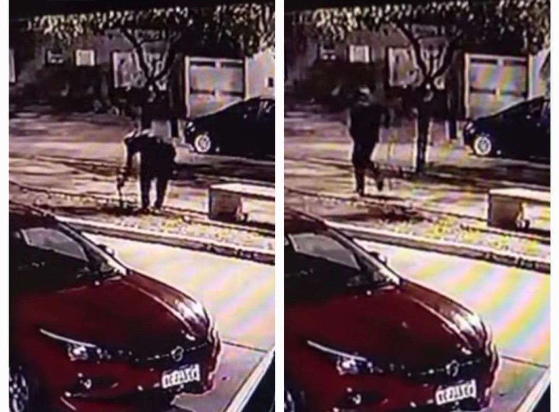 VIDEO | Arrancó un plantín y se lo llevó: “Estas ratas andan viendo qué robar o destruir”