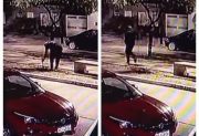 VIDEO | Arrancó un plantín y se lo llevó: “Estas ratas andan viendo qué robar o destruir”