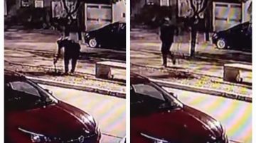 VIDEO | Arrancó un plantín y se lo llevó: “Estas ratas andan viendo qué robar o destruir”