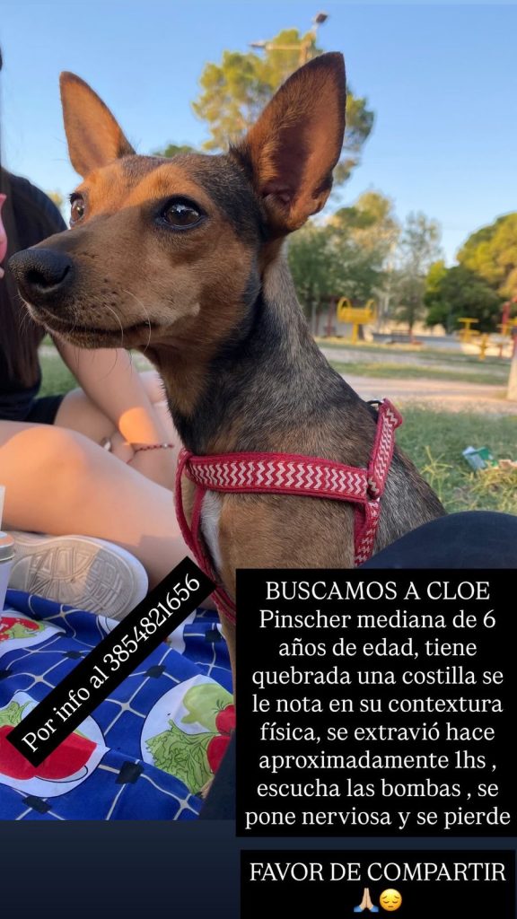 Buscan a “Cloe”, una perrita que se asustó por la pirotecnia y huyó