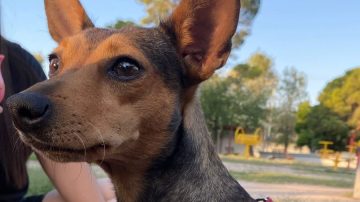 Buscan a “Cloe”, una perrita que se asustó por la pirotecnia y huyó