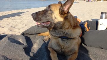 Murió Arturo, el perro policía que prestó servicios por casi 10 años y fue despedido con honores