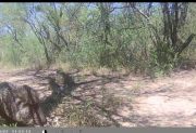 Investigadores de la UNSE encontraron en Salavina una especie de chanchos en peligro de extinción