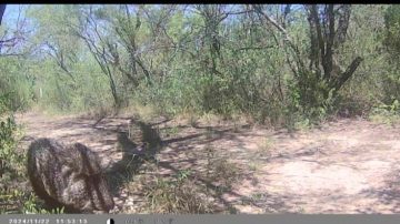 Investigadores de la UNSE encontraron en Salavina una especie de chanchos en peligro de extinción