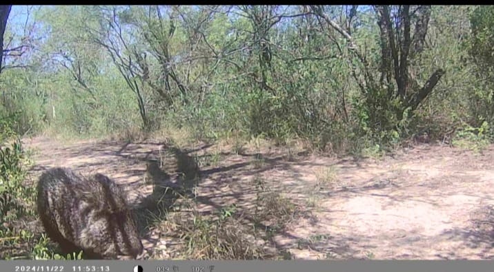 Investigadores de la UNSE encontraron en Salavina una especie de chanchos en peligro de extinción