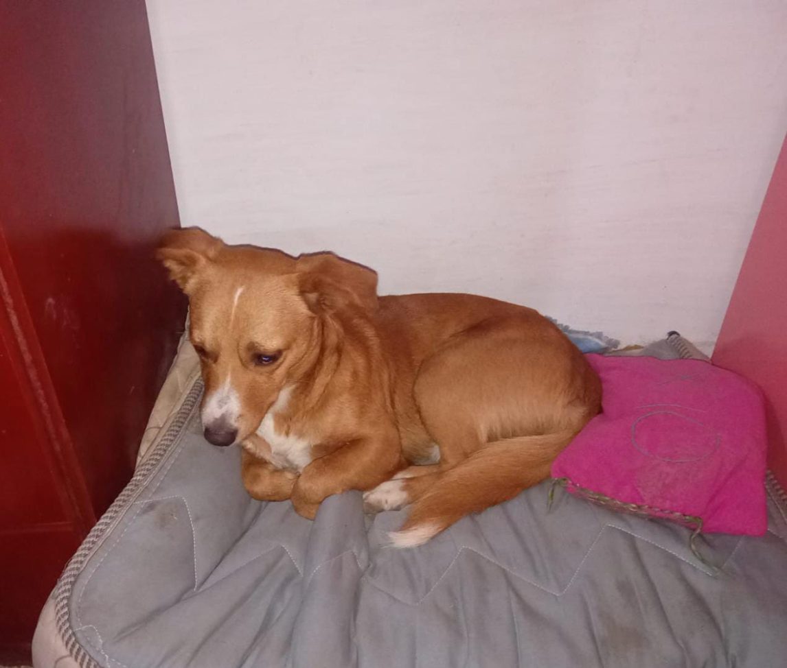 Una familia llora a “Galleta”: se perdió, lo buscaron y apareció atado con alambre, flotando en el Canal