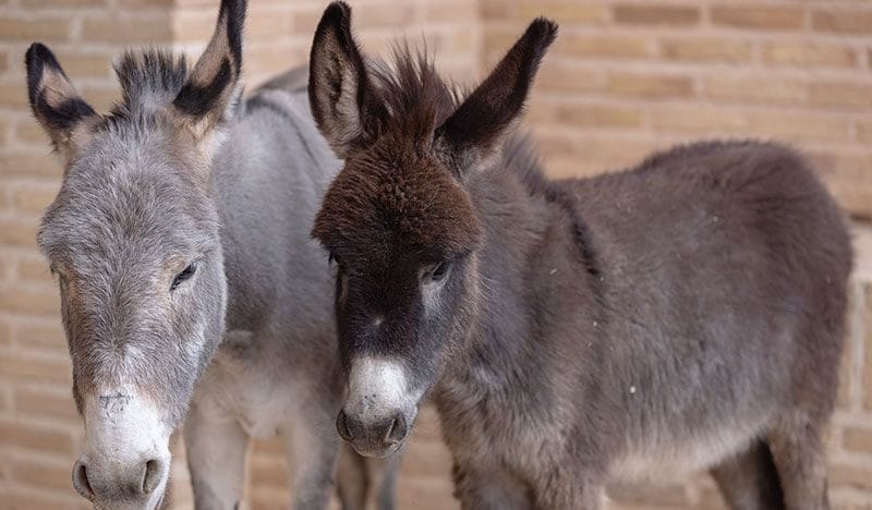 Los Telares: Llevaban 24 asnos lastimados y no portaban documentación del camión jaula