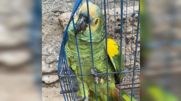 Desesperado pedido en La Banda: buscan a su loro “Pancho” y ofrecen recompensa