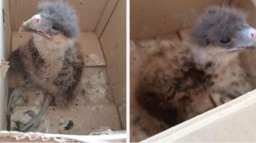 En plena siesta y con casi 40° rescatan a un carancho desorientado cerca de La Banda