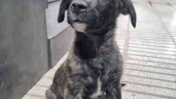 En adopción: Bella perrita busca una familia que la llene de amor