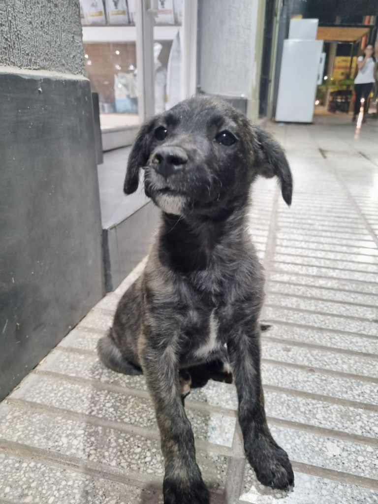 En adopción: Bella perrita busca una familia que la llene de amor