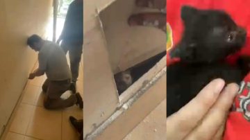 “Ferreteros al rescate”: trabajadores de un local tuvieron que romper una pared para rescatar a gatitos recién nacidos