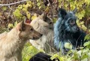 Misterio: descubrieron perros con pelo azul cerca de la planta nuclear de Chernobyl