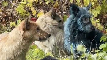 Misterio: descubrieron perros con pelo azul cerca de la planta nuclear de Chernobyl