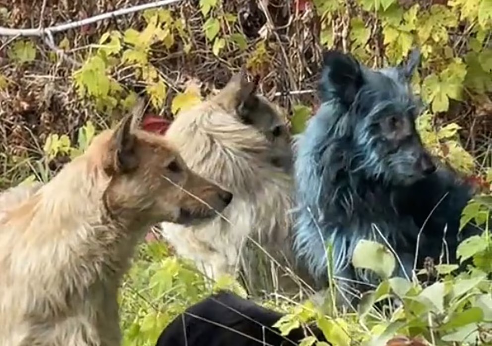 Misterio: descubrieron perros con pelo azul cerca de la planta nuclear de Chernobyl