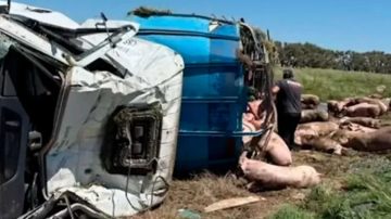 Volcó un camión con cerdos y los vecinos de la zona se llevaron todos los animales