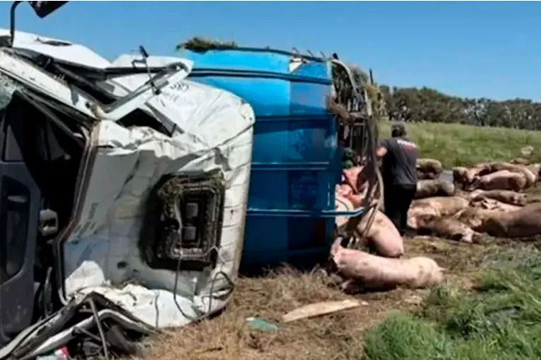 Volcó un camión con cerdos y los vecinos de la zona se llevaron todos los animales
