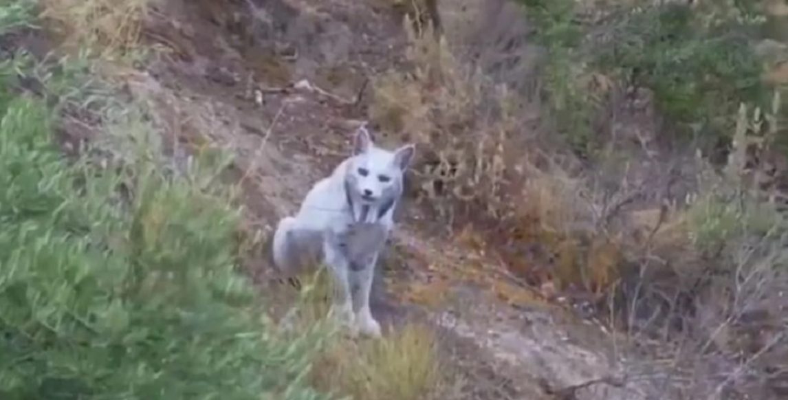 Logran filmar por primera vez en la historia a un lince ibérico “blanco”