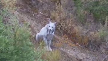 Logran filmar por primera vez en la historia a un lince ibérico “blanco”