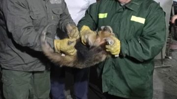 Sorpresa en Villa Ojo de Agua: apareció un oso melero y fue rescatado por la Brigada Forestal
