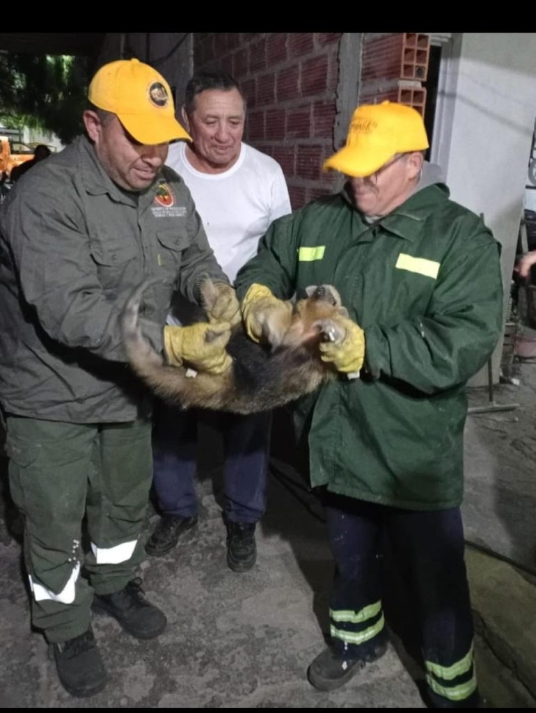 Sorpresa en Villa Ojo de Agua: apareció un oso melero y fue rescatado por la Brigada Forestal