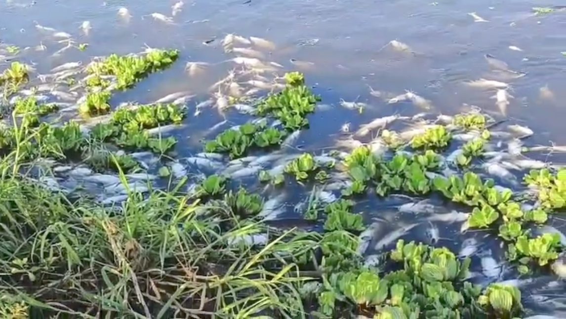 Mortandad de peces en el Lago Río Hondo: Pescadores filmaron la deplorable escena