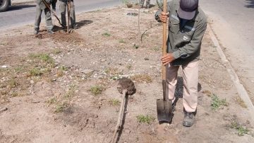 Comenzó la plantación de más de 3300 árboles en el barrio Los Inmigrantes
