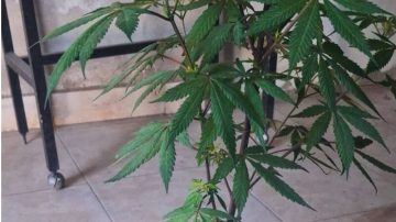 Villa Raquel: Secuestran plantines de marihuana y una “tumbera”