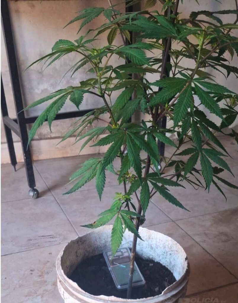 Villa Raquel: Secuestran plantines de marihuana y una “tumbera”