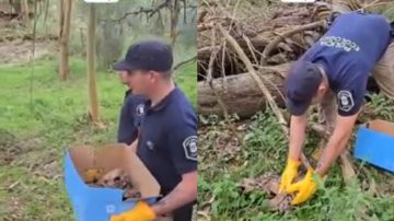 Atraparon a seis hombres que transportaban cachorros de puma de forma ilegal