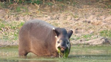 ¡Más cerquita! Divisaron nuevamente a un tapir en el Parque Nacional Copo