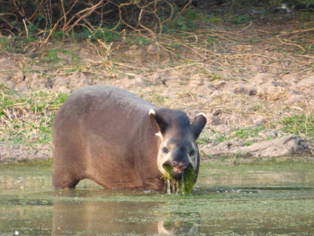¡Más cerquita! Divisaron nuevamente a un tapir en el Parque Nacional Copo