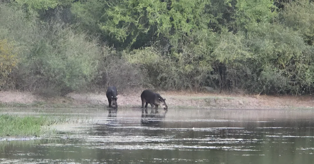 El hallazgo de una pareja de tapires que emocionó al Parque Nacional Copo