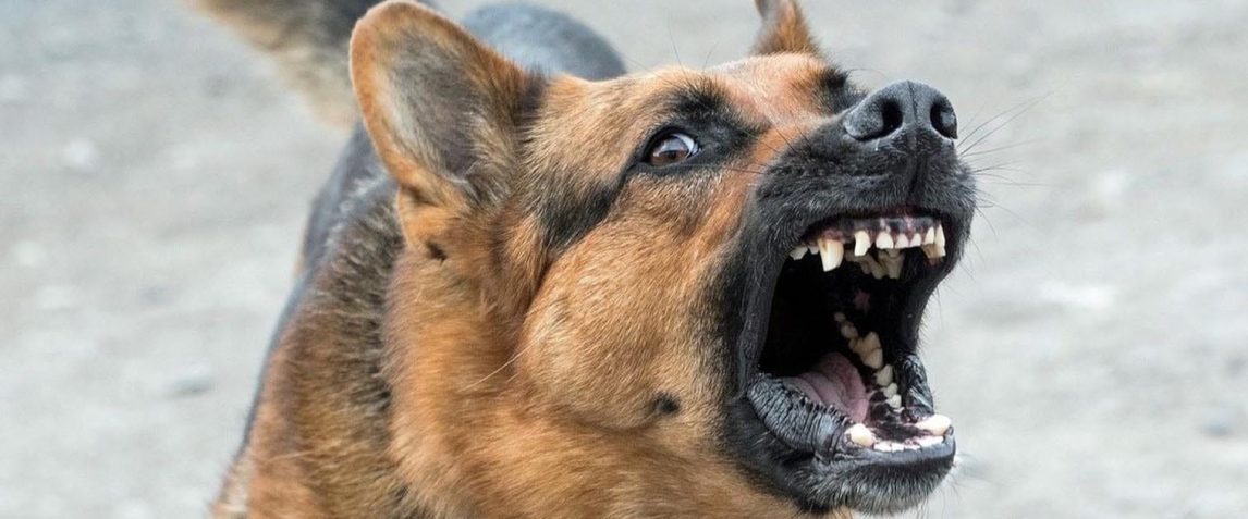 Menores fueron atacados por un perro en el barrio Sargento Cabral